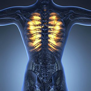 İnsan Anatomisi