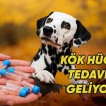 Evcil Hayvan Sağlığında Yeni Bir Sayfa Açılıyor: Kök Hücre Tedavisi Geliyor