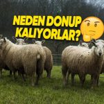 Trabzon’da Koyunların Yağmurda Donmuşçasına Hareketsiz Kaldığı Video Gündem Oldu: İşte Komplo Teorisyenlerinin Hevesini Kaçıracak Açıklaması